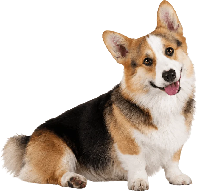 Corgi sentado, de cabeça inclinada e língua de fora