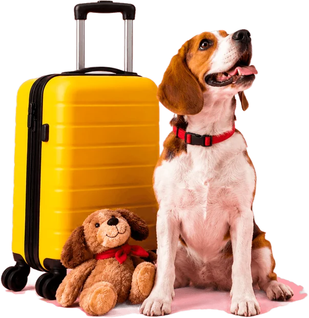 Beagle sentado ao lado de uma mala amarela e um ursinho de pelúcia