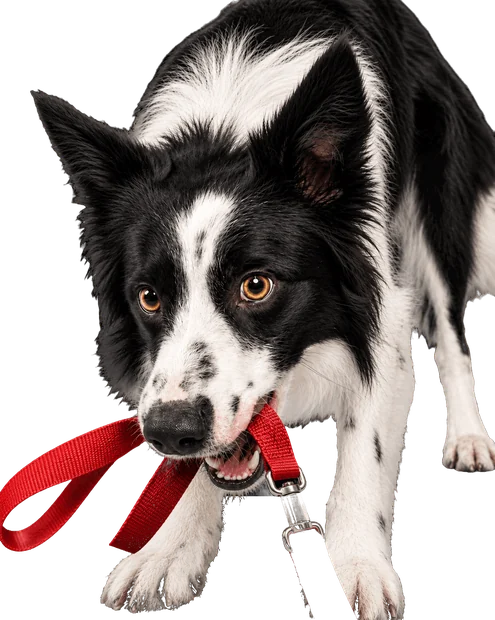 Border collie puxando uma guia vermelha com a boca