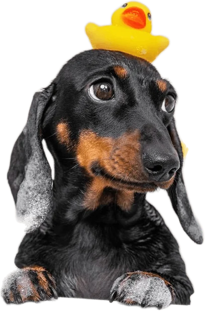 Dachshund no banho com patinho de borracha na cabeça
