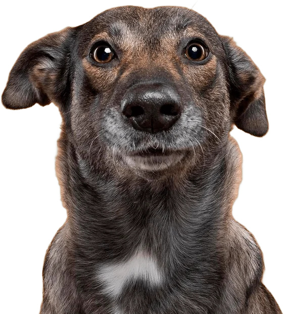 Cachorro tigrado de focinho grisalho olhando para a câmera